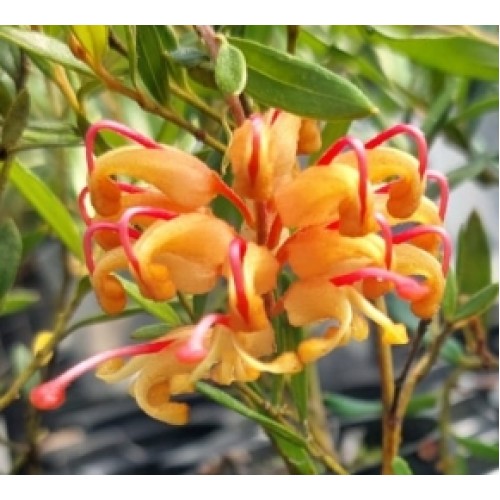 Grevillea Poorinda Elegance 1 Hardy Native Flowering Shrubs obtusifolia x alpina Grevillea Poorinda Elegance 1 Hardy Native Flowering Shrubs obtusifolia x alpina